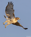 Red-tailed Hawk 40 - Buteo jamaicensis