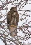 Red-tailed Hawk 6 - Buteo jamaicensis