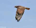 Red-tailed Hawk 7 - Buteo jamaicensis