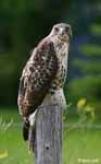 Red-tailed Hawk 8 - Buteo jamaicensis