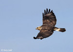 Rough-legged Hawk 12 - Buteo lagopus