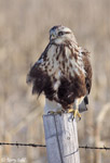 Rough-legged Hawk 15 - Buteo lagopus