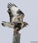 Rough-legged Hawk 16 - Buteo lagopus