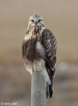 Rough-legged Hawk 21 - Buteo lagopus
