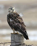 Rough-legged Hawk 23 - Buteo lagopus