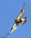 Rough-legged Hawk 27 - Buteo lagopus