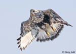 Rough-legged Hawk 31 - Buteo lagopus