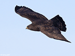 Rough-legged Hawk 35 - Buteo lagopus