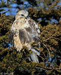 Rough-legged Hawk 37 - Buteo lagopus