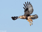 Rough-legged Hawk 5 - Buteo lagopus