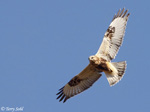 Rough-legged Hawk 9 - Buteo lagopus