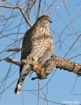 Sharp-shinned Hawk 2 - Accipiter striatus