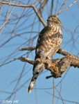 Sharp-shinned Hawk 3 - Accipiter striatus