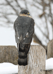 Sharp-shinned Hawk 6 - Accipiter striatus