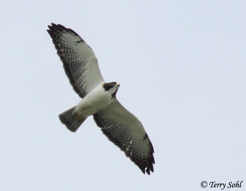  Short-tailed Hawk - Buteo brachyurus