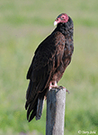 Turkey Vulture 10 - Cathartes aura