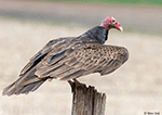 Turkey Vulture 13 - Cathartes aura