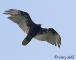 Turkey Vulture 4 - Cathartes aura