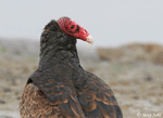 Turkey Vulture 8 - Cathartes aura