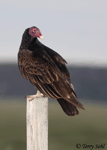 Turkey Vulture 9 - Cathartes aura