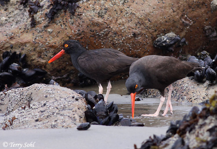 Black Oystercatcher - Haematopus bachmani