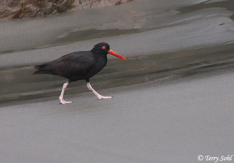 Black Oystercatcher - Haematopus bachmani