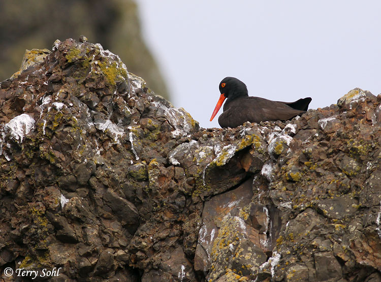 Nesting Black Oystercatcher - Haematopus bachmani