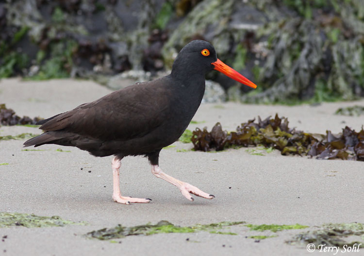 Black Oystercatcher - Haematopus bachmani