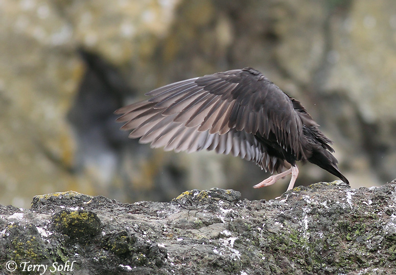 Black Oystercatcher - Haematopus bachmani