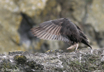 Black Oystercatcher - Haematopus bachmani