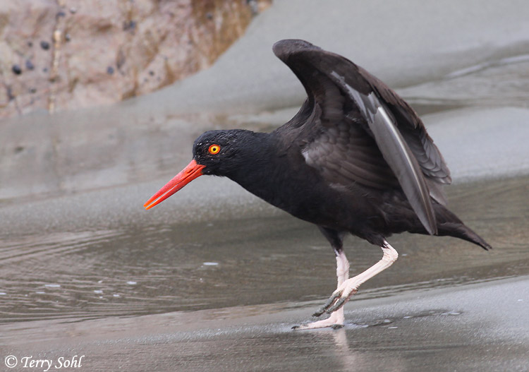 Black Oystercatcher - Haematopus bachmani