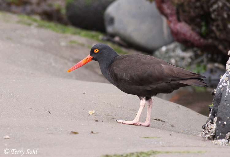 Black Oystercatcher - Haematopus bachmani