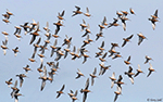 Hudsonian Godwit and Long-billed Dowitchers 1