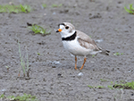 Piping Plover 3 - Charadrius melodus