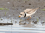 Piping Plover 4 - Charadrius melodus