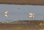 Piping Plover 8 - Charadrius melodus
