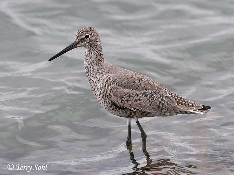 Willet - Catoptrophorus semipalmatus