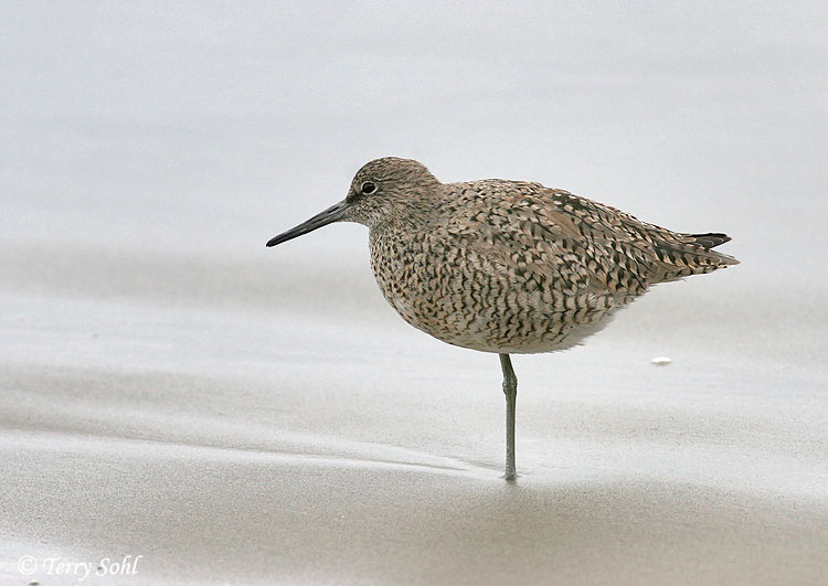 Willet - Catoptrophorus semipalmatus