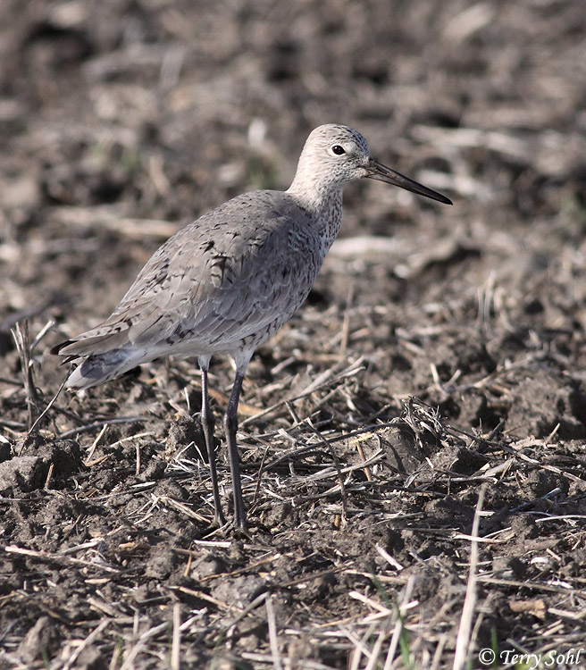 Willet - Catoptrophorus semipalmatus