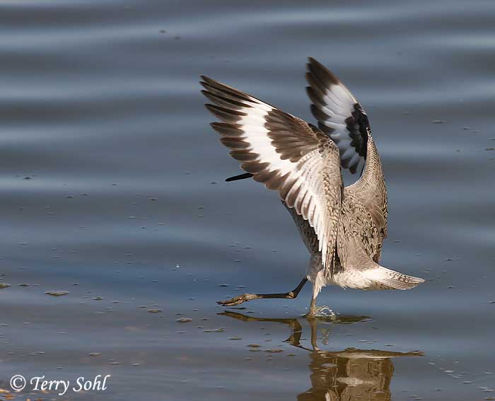 Willet - Catoptrophorus semipalmatus