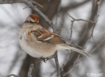 American Tree Sparrow - Spizelloides arborea