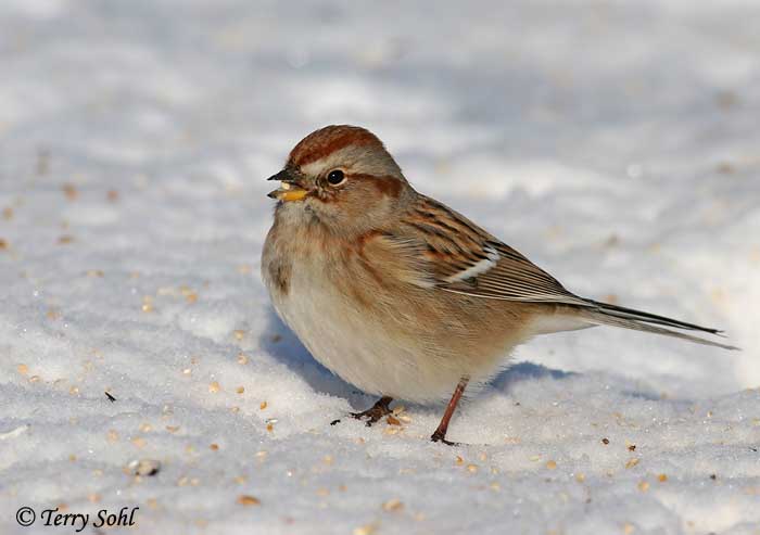 American Tree Sparrow - Spizelloides arborea