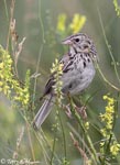 Baird's Sparrow - Centronyx bairdii