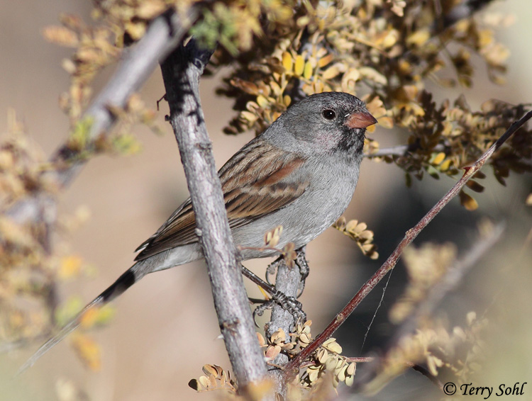 Black-chinned Sparrow - Spizella atrogularis