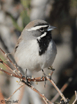 Black-throated Sparrow 10 - Amphispiza bilineata