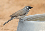 Black-throated Sparrow 14 - Amphispiza bilineata