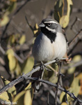 Black-throated Sparrow 1 - Amphispiza bilineata