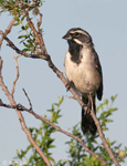 Black-throated Sparrow 2 - Amphispiza bilineata