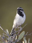 Black-throated Sparrow 7 - Amphispiza bilineata