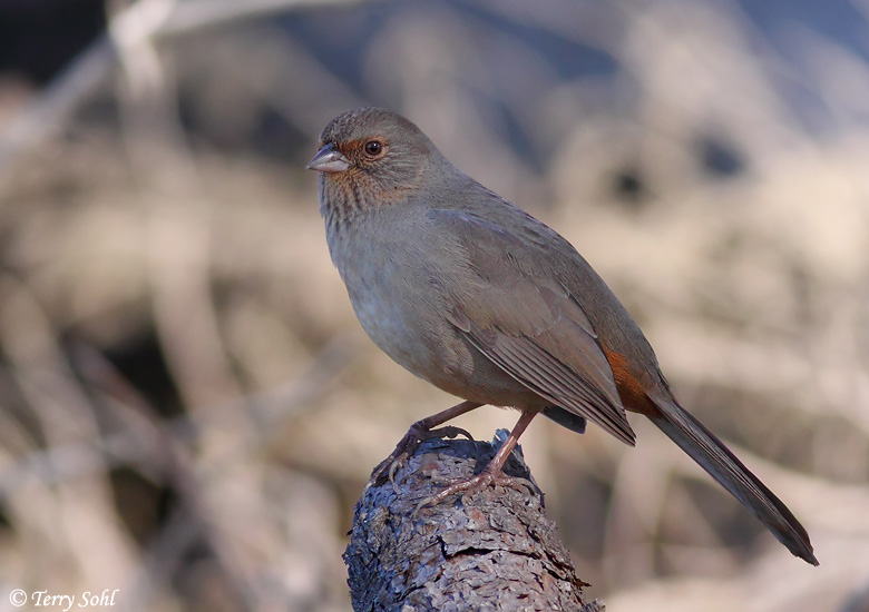 California Towhee - Melozone crissalis